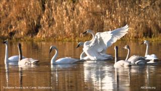 Trumpeter Swan Calls [upl. by Keppel]