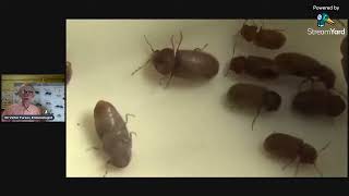 Що за Комахи Шкідники Живуть на кухні та в оселі Ентомологія Insects At Home Beetles Moths [upl. by Moyna]