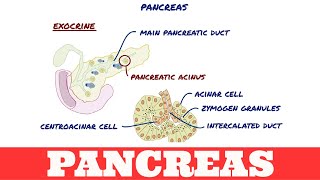 Histology of Pancreas [upl. by Alethia]