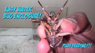 Easy Water Bug Enclosure Plus Feeding [upl. by Gustaf]