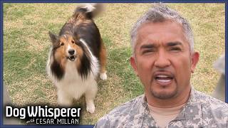 This Dog Is Barking At EVERYTHING  Dog Whisperer With Cesar Millan [upl. by Zacharias572]