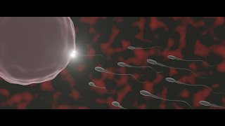 Le difficile voyage du spermatozoïde 3d animation [upl. by Kaya274]