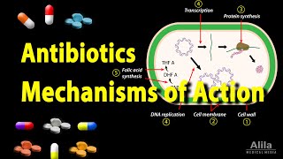 Macrolides Mechanisms of Action and Resistance [upl. by Kempe]