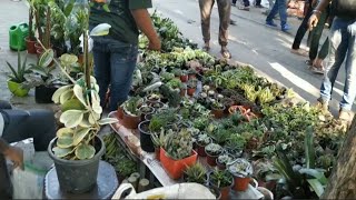 Latest Rose Hibiscus and Few Rare Plants Price Update in Galiff Street Plant Market [upl. by Mckeon606]