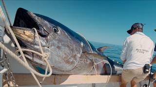 MASSIVE 10ft Tuna We Broke a Record Commercial Bluefin Tuna Fishing [upl. by Ainex246]