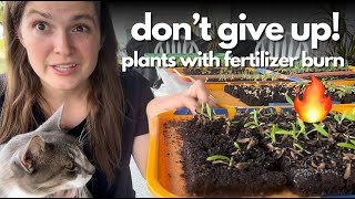 Rescuing stunted plants from fertilizer burn  Soil block mistake [upl. by Anertac423]