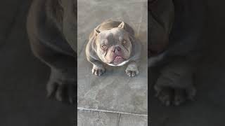 Exotic bully hembra americanbully dog puppy bully microbully [upl. by Petronella]