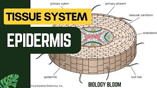 Epidermis  Plant Tissue System  Biology Bloom [upl. by Atorod402]