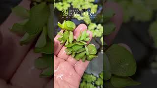 Salvinia Natans The Ultimate Floating Plant for Water Garden and Aquarium [upl. by Chet187]