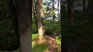 HuronManistee National Forest Solo camping Round lake Rustic [upl. by Wheaton]