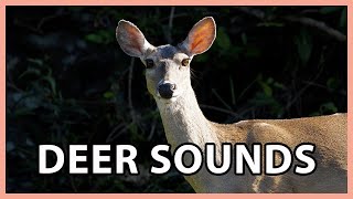 Deer Sounds  Whitetailed Deer Noises [upl. by Madelina47]