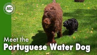 Meet the Portuguese Water Dog [upl. by Niltiac680]