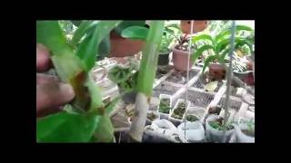 Orchid Care Tips How to Repot Dendrobium [upl. by Nesaj]