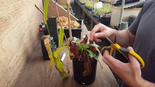 The Ultimate Nepenthes Cutting Guide [upl. by Drud16]