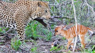 Baby Buck Headbutts Leopard Persistently To Try Escape [upl. by Bocoj121]