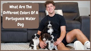 What Are The Different Colors Of A Portuguese Water Dog [upl. by Melisande844]