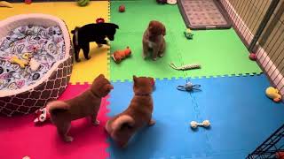 KTeam Shiba pups and the Babble Ball [upl. by Namaj]