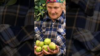 🍐 Growing Pear Trees  Agri Farming [upl. by Adnilec]