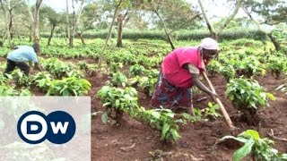 The Mubende coffee plantation and the bitter taste of eviction  DW Documentary [upl. by Rasmussen707]