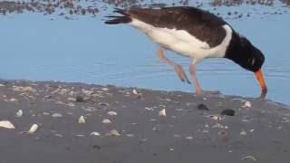 Eurasian Oystercatcher foraging [upl. by Gentry]