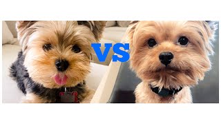 Yorkie vs Yorkie Poo Whats the difference [upl. by Nitsua]