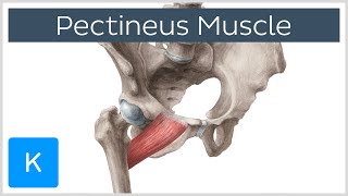 Pectineus Muscle  Origin Insertion Function amp Innervation  Anatomy  Kenhub [upl. by Wordoow171]