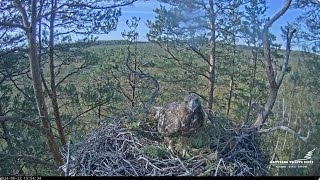 22 septembris klinšu ērgļu ligzdā  September 22 at the Golden Eagles Nest LVM Klinšu ērglis [upl. by Fergus]