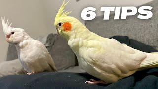 6 Tips On How To Teach Your Bird To Step Up [upl. by Verile]