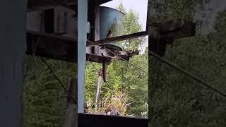 Fantail bird visited my hut [upl. by Adnouqal438]