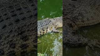 salt water crocodile and fresh water crocodilewildlifebukidnonnatureprovincelife [upl. by Aibat]