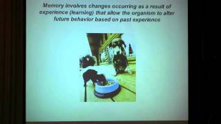 The Neuroscience of Learning and Memory [upl. by Ainit676]