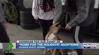 Pets find forever homes at Home for the Holidays adoption event [upl. by Aiksas649]