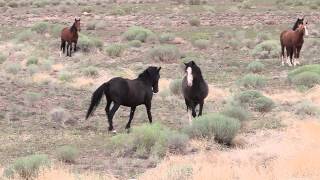 Mustang Stallion defending his mares and foals from bachelors [upl. by Agathe]