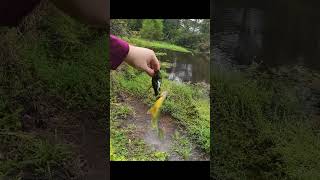 How many fish can I catch with the MegaBass Griffon [upl. by Oskar]