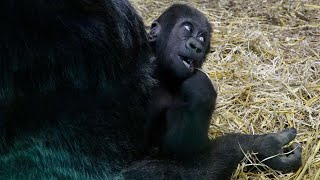 Adorable Baby Gorilla Makongo Turns 7 Months Old [upl. by Merilee]