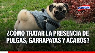 🔴🔵¿Cómo tratar la presencia de pulgas piojos garrapatas y ácaros en mascotas [upl. by Anaehr]