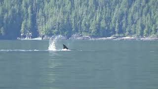 Large Pod of Northern Resident Orcas [upl. by Aihsakal]