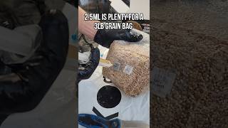 How to Inoculate a Grain Bag with Injection Port  Grow Mushrooms [upl. by Tezile803]