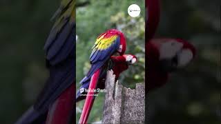 Stunning Macaw Bird shorts macawbird pets [upl. by Jamilla]