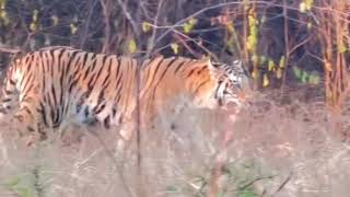 tiger growling in panna tiger reserve [upl. by Allenrad]