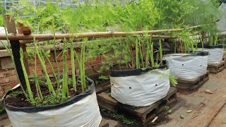 Growing Asparagus in Bags for Beginners Harvest Yearround [upl. by Nutter]