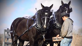 “ Phantom amp Stormy ⛈️ “ 5 amp 6 year old Percheron Draft Horse Gelding Team for sale 606 3035669 ‼️ [upl. by Nyre]