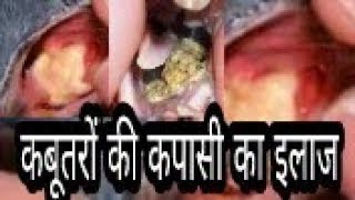 Treatment For Pigeon Canker  कबूतरों की कपासी का इलाज [upl. by Alli]