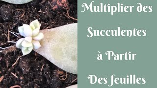 🌵Bouture de feuille dune plante succulente 🌵  TUTO BOUTURAGE  PLANTES SUCCULENTES [upl. by Nicolle]