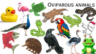 Oviparous animals  Oviparous animals name in english for kids  Oviparous animals name [upl. by Gatias]