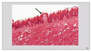 Histology Slides Series Episode 8  Oral Tissues and Salivary Glands [upl. by Lledyr]