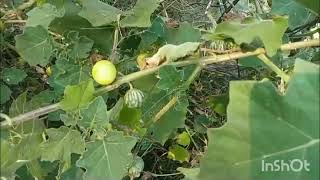 Solanum viarum Flowers amp Buds wild tomato 🍅 mini blog [upl. by Ressay]