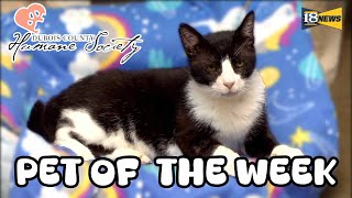 Meet Timothy The Dubois County Humane Society Pet of The Week [upl. by Gazzo]