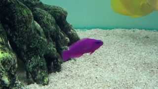 Orchid Dottyback captive bred Pseudochromis fridmani [upl. by Busby]