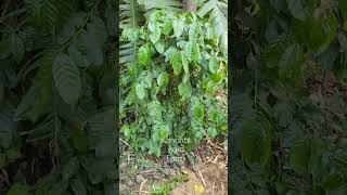 Coffee Plant fruiting at Kandhal Agro Farms Robusta coffee [upl. by Dayiz969]